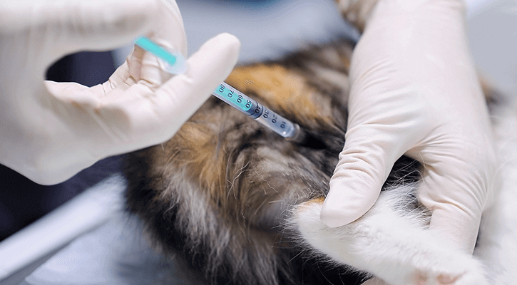 pet vaccination algonquin il