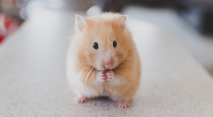 exocit pet hamster