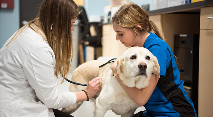 Animal Care Clinic Fox Valley | Algonquin, IL Vet Hospital
